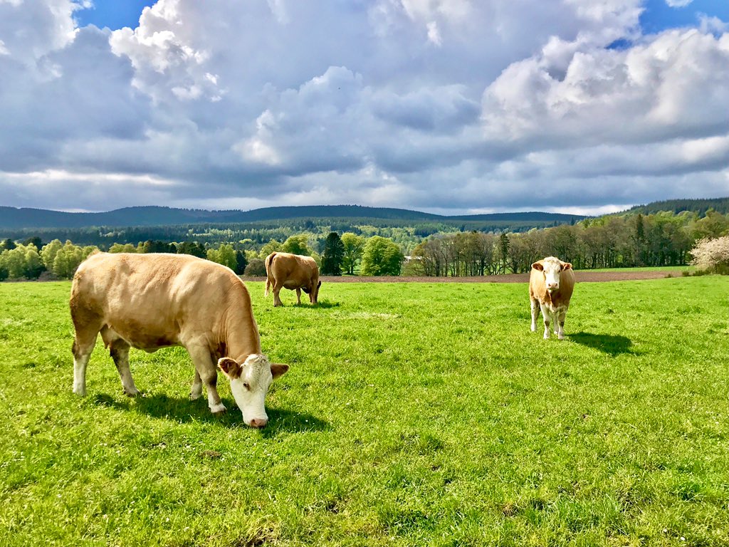 TheMackWalks's tweet photo. Today, Finzean💙 #walking #hiking #Finzean #Birse #Aberdeenshire  #visitABDN #cowsandcowslips https://t.co/pYMmI6YV9M