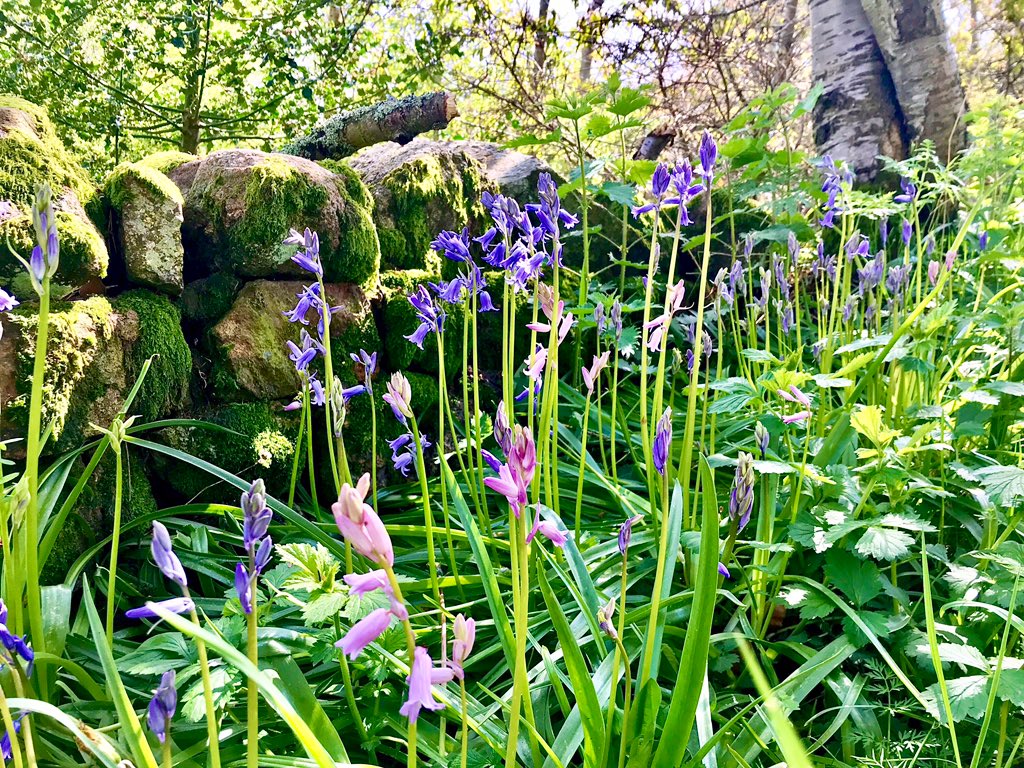 TheMackWalks's tweet photo. Today, Finzean💙 #walking #hiking #Finzean #Birse #Aberdeenshire  #visitABDN #cowsandcowslips https://t.co/pYMmI6YV9M
