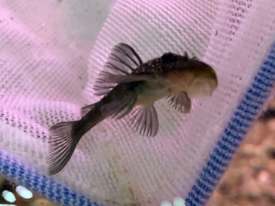 吉岡観魚園 全国的にヒメダカが品薄で価格が高騰しています 小赤 姉金も新仔が出る6月末ごろまで値上がりしてます 吉岡観魚園 全国的にヒメダカが品薄で価格が高騰しています 小赤 姉金も新仔が出る6月末ごろまで値上がりしてます