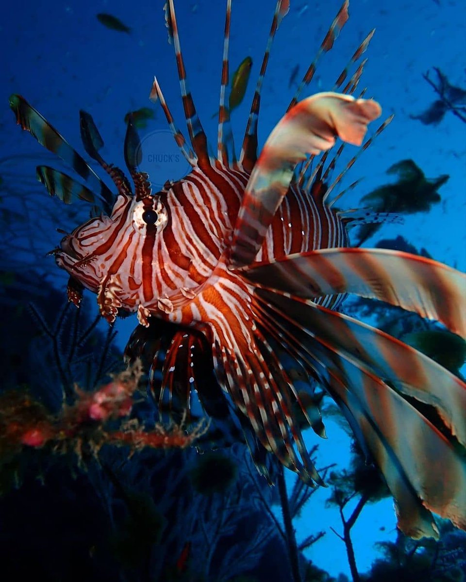 Tenemos una pregunta importante que hacerte. ➡️ t.me/conbive/270