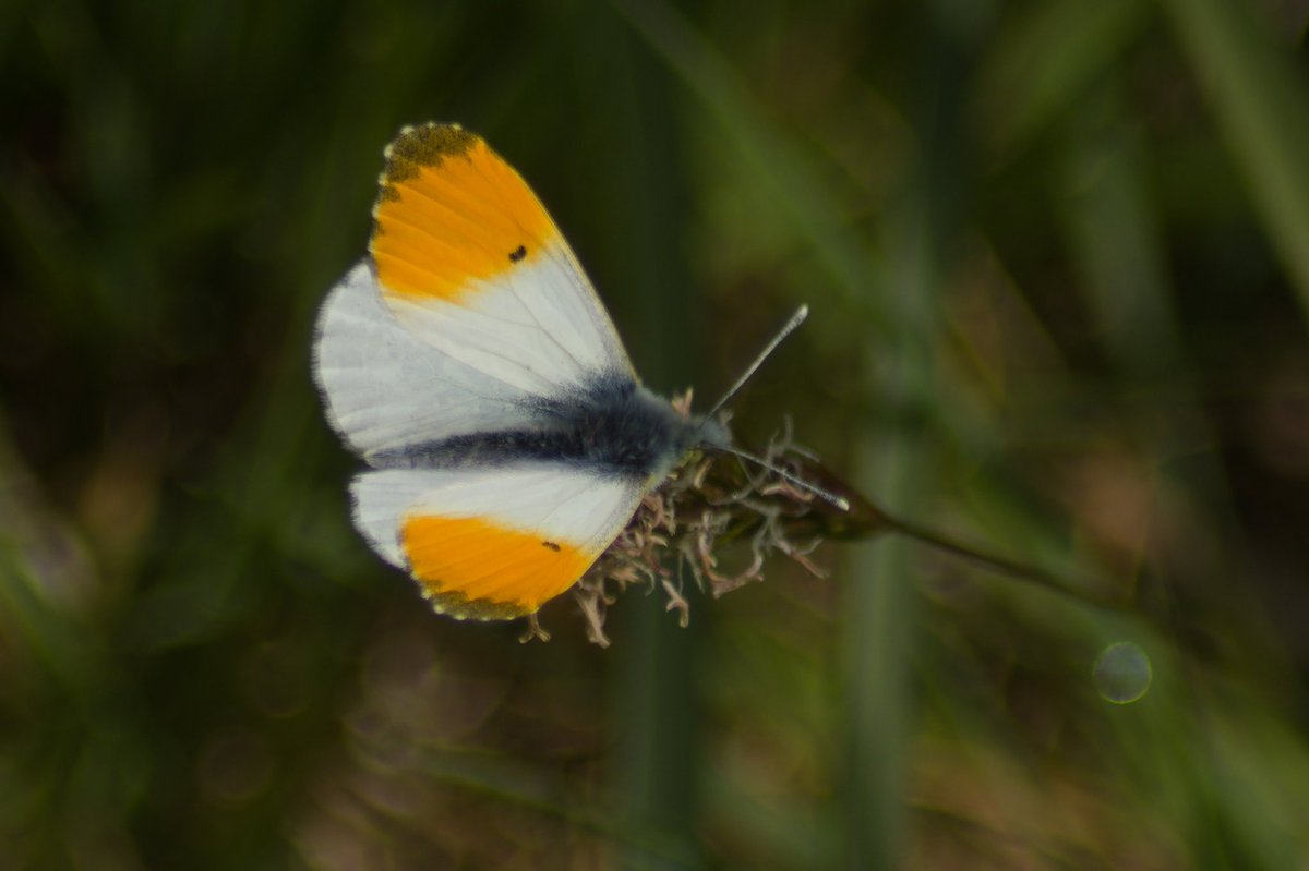 DanielJ54476277's tweet photo. Orange tipped butterfly

#springwatchlist #Pembrokeshire #Pencaer https://t.co/oilFJgDLz8