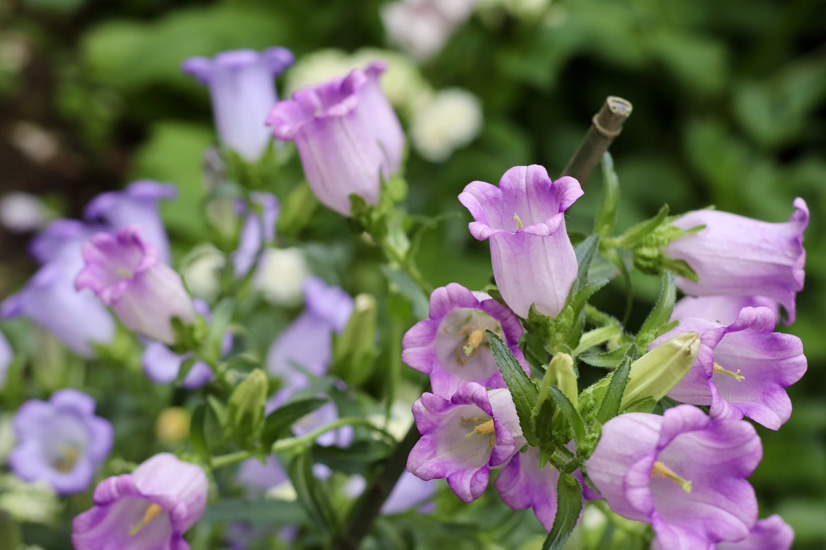 カンパニュラメディウム