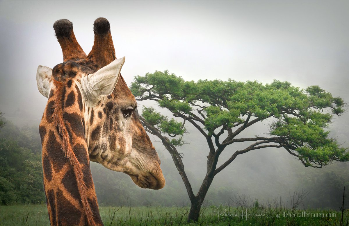 South African Giraffe Portrait
bit.ly/SAGiraffePortr…
rebeccaherranen.com
#southafricanwildlife #wildlifeconservation #giraffeart #giraffeafrica #africangiraffe #wallartforsale #rebeccaherranenphotography