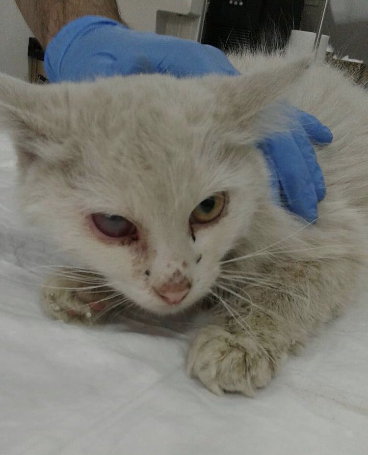 BulutFip's tweet photo. Bulut bu haldeydi aldığımızda.. Fip ileri derecede etkilemiş tüm vücudunu, arka ayakları hiç tutmuyor hala. Gözü düzeldi, ishali düzeldi. İshalden pişik bile olmuştu. Onun ellerinden tutmazsanız bizim hem kliniğe hem ilaçlara gücümüz yetmez..😞 https://t.co/9SmDc3gUHE