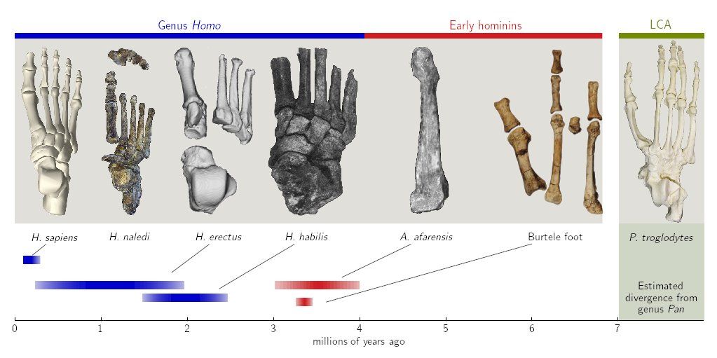 Professor of material science Madhu Venkadesan <a href="/Yale/">Yale University</a> identifies how the evolution of stiffness in the arch enables feet to push off when walking or running in his new <a href="/Nature/">nature</a> paper  … and in this interview: bit.ly/3yAB3kd