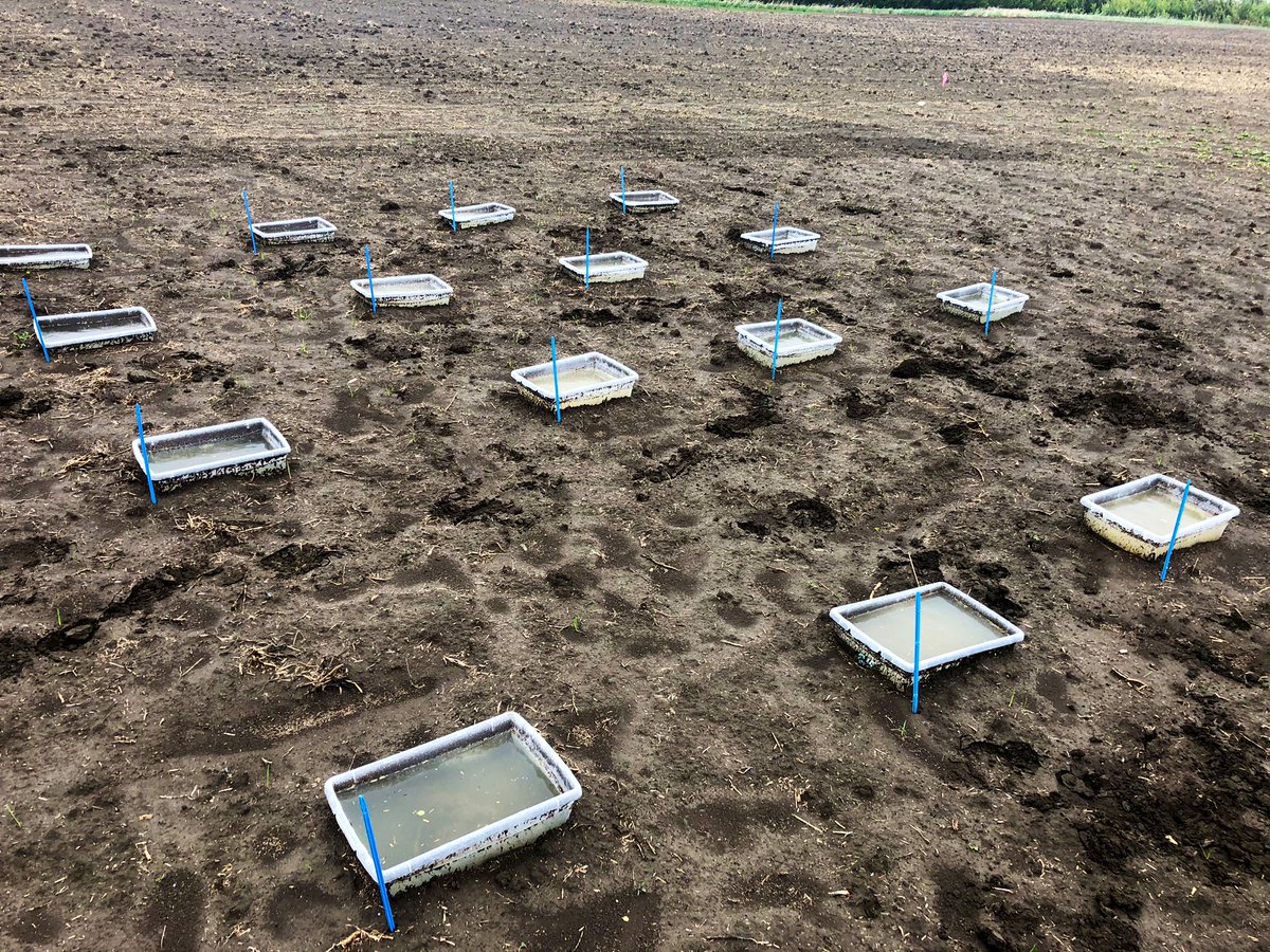 Almost 100mm of rain in the last 7 days makes hand planting #seedcare trials bit of a mess today <a href="/syngentacanada/">Syngenta Canada</a>