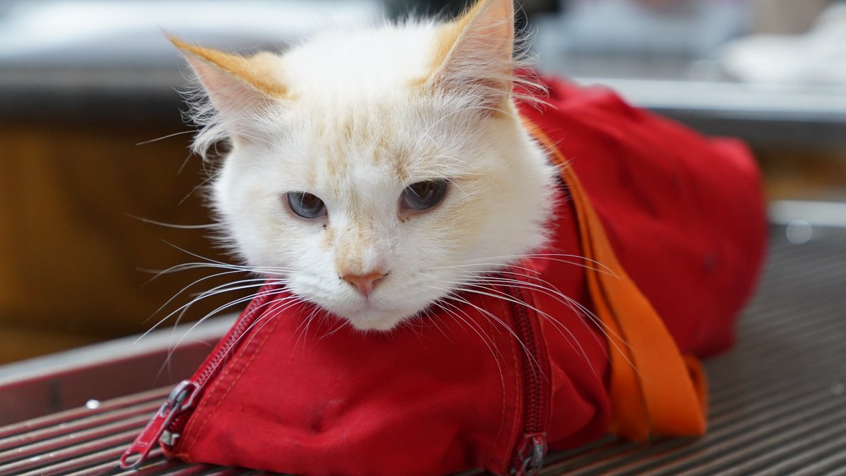 NatGeoAnimals's tweet photo. A white-and-tan cat rests comfortably in a carrier while awaiting examination in the Treatment Room of Critter Fixer Veterinary Hospital. 
#CritterFixers https://t.co/LsJnMf58yH