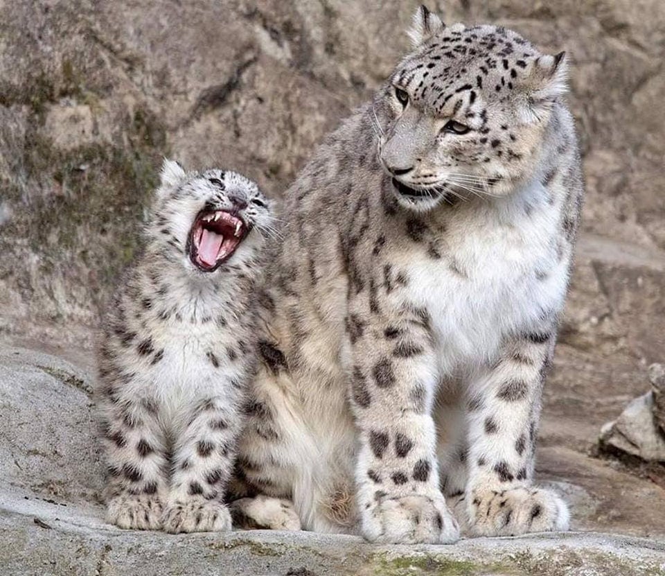 A Snow Leopard cub yawns while his mother watches, Karakorum 🇵🇰