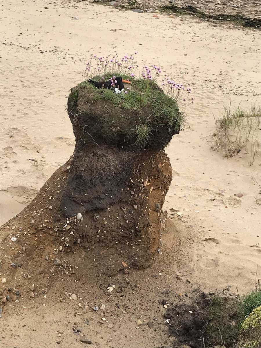 knipskasje's tweet photo. A snapskoot: Wat a fein plaats to bräät! 
(Ein Schnappschuss: Was für ein guter Platz zum Brüten!)
#Amrum #Nordfriesland #Wattenmeer https://t.co/9gr8wVqMZg