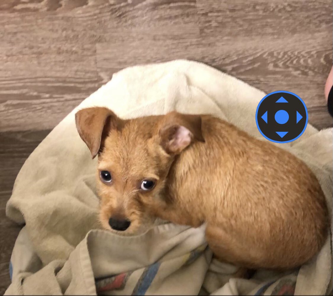 jeanshux's tweet photo. SAN MARCOS FRIENDS! My good friend lost his puppy last night, pls RT &amp; help us get Tucker home! he’s a little skiddish but adorable &amp; we just want him home ♥️ LAST SEEN AT THE LODGE. https://t.co/lhFxpScASw