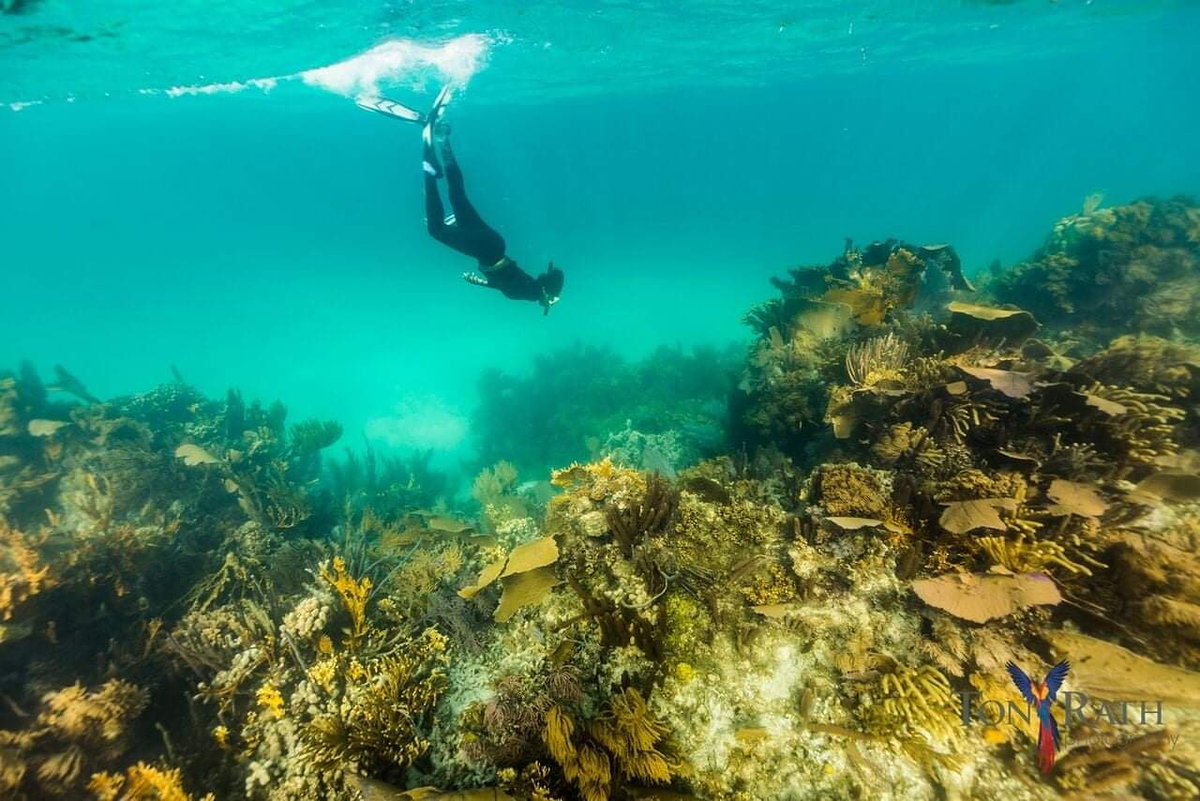 sea_belize's tweet photo. large reef building colonies, graceful flowing fans, and even small, solitary organisms. 

#coralreef #dive #terrifictuesday #underwaterworld #Ecosystem #planetearth #corals #reef #marineecosystems #SEA #laughingbirdcaye #nationalparks  #polyps  #underthesea

Photo: Tony Rath https://t.co/qqFsSnanaB