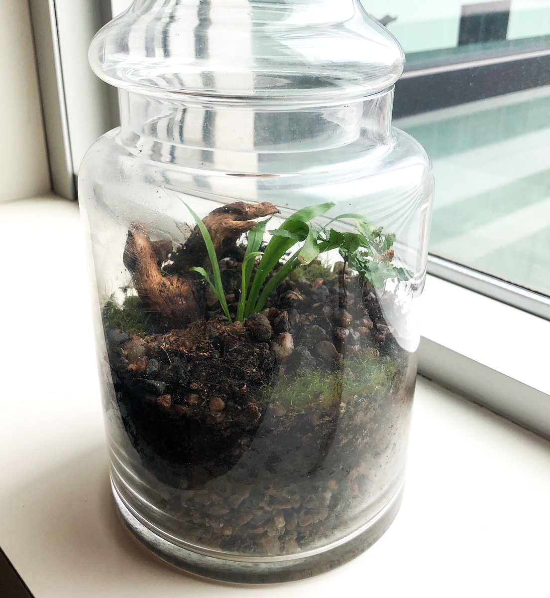 TDrivas's tweet photo. Folks, itโs been more than a year since my little terrarium was left to its own devices โฆ until I finally made it back to the office today to check on it today. #ecology #biology #closedecosystem https://t.co/In1DeEwEQt
