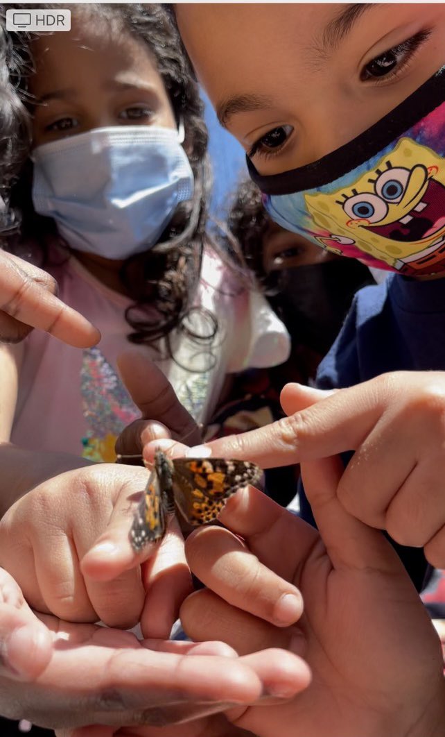 asf_school's tweet photo. The life cycle of a butterfly stage 4 release @pvdschools #broadstbuzz #futureleaders https://t.co/qsZsL72hIO