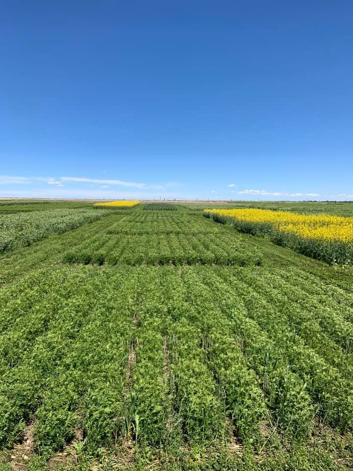 CentralAgCenter's tweet photo. Our 2021 Field Day is scheduled for Tuesday, July 13th at 8:50am.  We’ll be discussing “Crop and Variety Selection: What Should I Be Growing in Central Montana?”

Come join us @CentralAgCenter for explanations of research projects and results. 🌱 🚜 ☀️ https://t.co/SzkO7facWe
