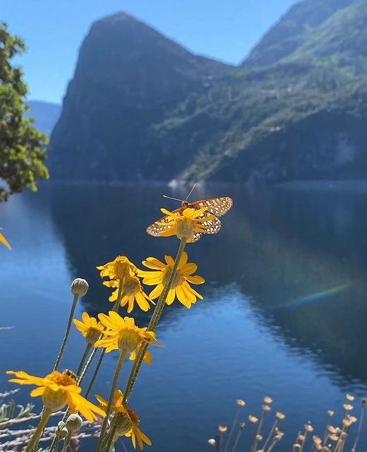 HetchHetchy's tweet image. Beautiful capture of a butterfly. But imagine a view of a restored valley instead of a reservoir.