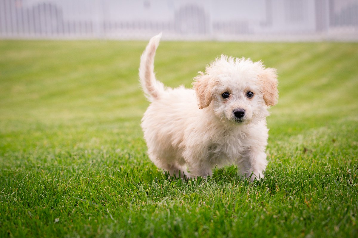 IamReetzz's tweet photo. Ultimate Wild Animals Collection in 4K ULTRA HD / 4K TV https://t.co/KZ4XXcOkoh
#puppytraining #puppy #learningpuppy #learning #puppy #puppylearning #training #puppytraining #schedule #cartoonanimation #learningpuppy #videos #cutepuppy #puppylearningname https://t.co/5TGfKmF1Ic