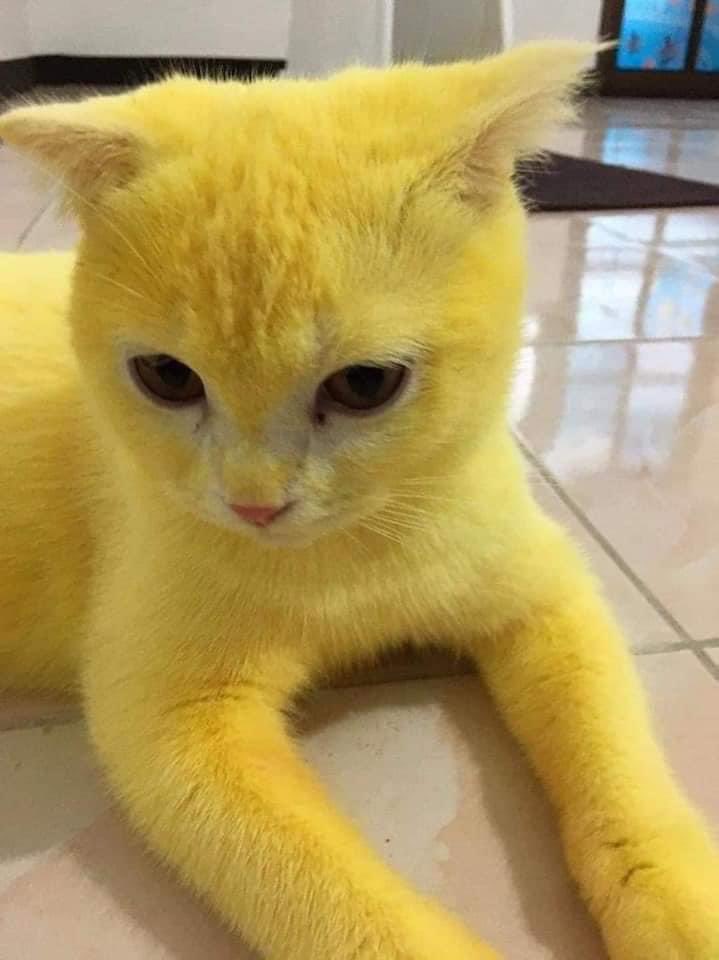 Os dejo a este gatito  que tenia hongos, el veterinario les recomendó cúrcuma para tratarlo, y bueno, ahora tienen un pikachu