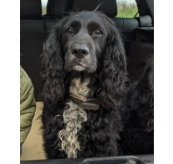 millypod1's tweet photo. 🆘24 MAY 2021. BRIAR #Lost #ScanMe 
OLDER Black / White Chest Cocker Spaniel Female
#Upexe #Exeter #EastDevon #Devon #EX5 
SIGHTINGS PLZ ☎️07742203103
https://t.co/4KsTa1Fjco https://t.co/fLJBZixnvi