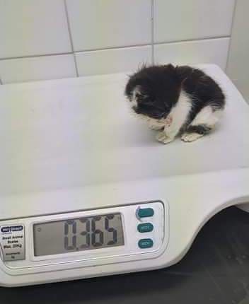 Stray Cat Rescue Team West Midlands tweet media