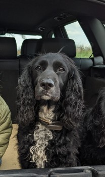 millypod1's tweet photo. 🆘24 MAY 2021. BRIAR #Lost #ScanMe 
OLDER Black / White Chest Cocker Spaniel Female
#Upexe #Exeter #EastDevon #Devon #EX5 
SIGHTINGS PLZ ☎️07742203103
https://t.co/4KsTa1Fjco https://t.co/fLJBZixnvi