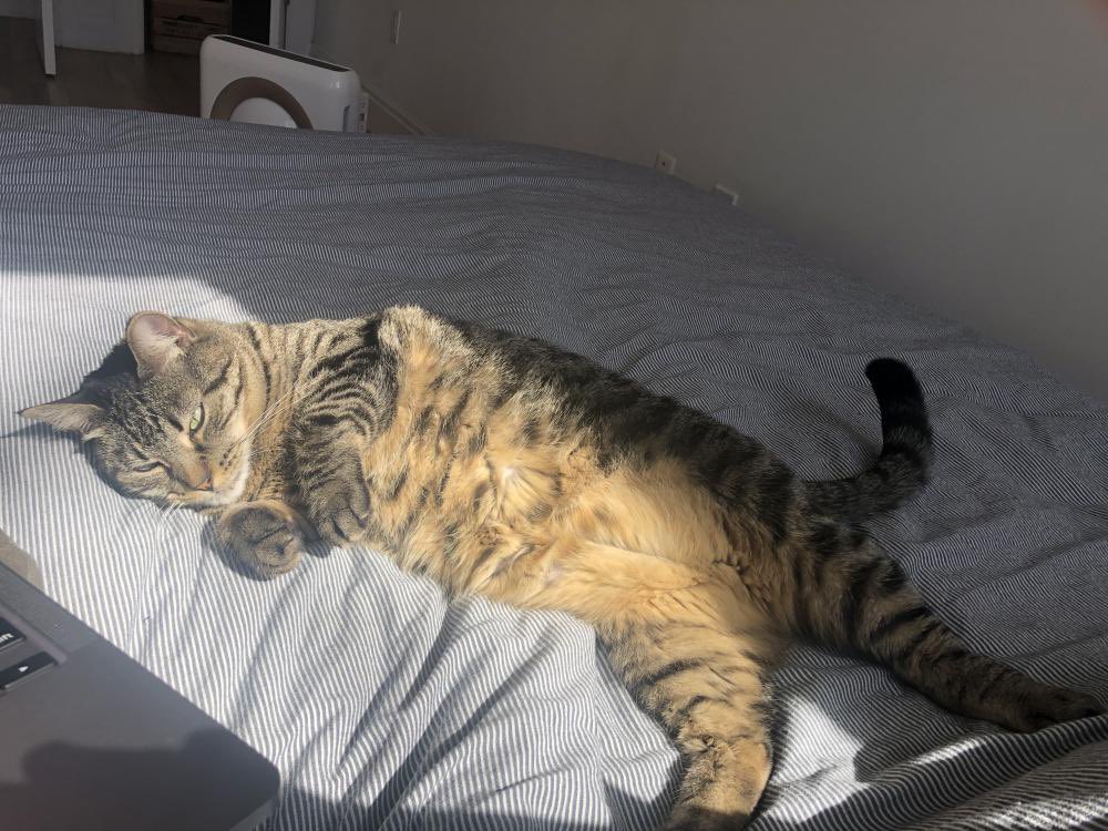 NYC MISSING CAT ALERT: T-Bone is lost in Brooklyn, last seen at Malcolm X and Putnam. If you’ve found or seen her please go to this site: lostmykitty.com/details.cfm?pe… and PLEASE RT T-BONE!