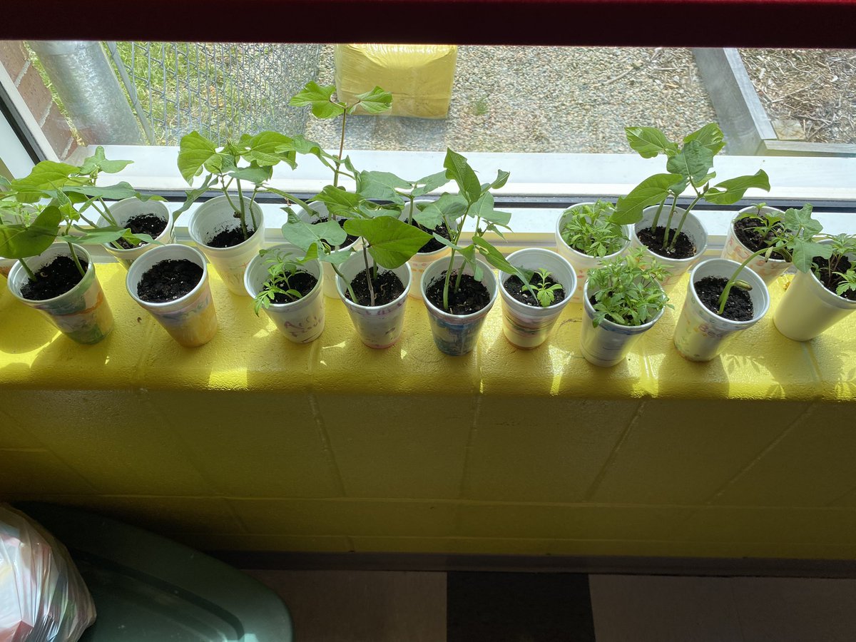 msshaddick1's tweet photo. Our beans and marigold flowers are growing!!! 🌸 🪴 https://t.co/KfZRDmHvCf