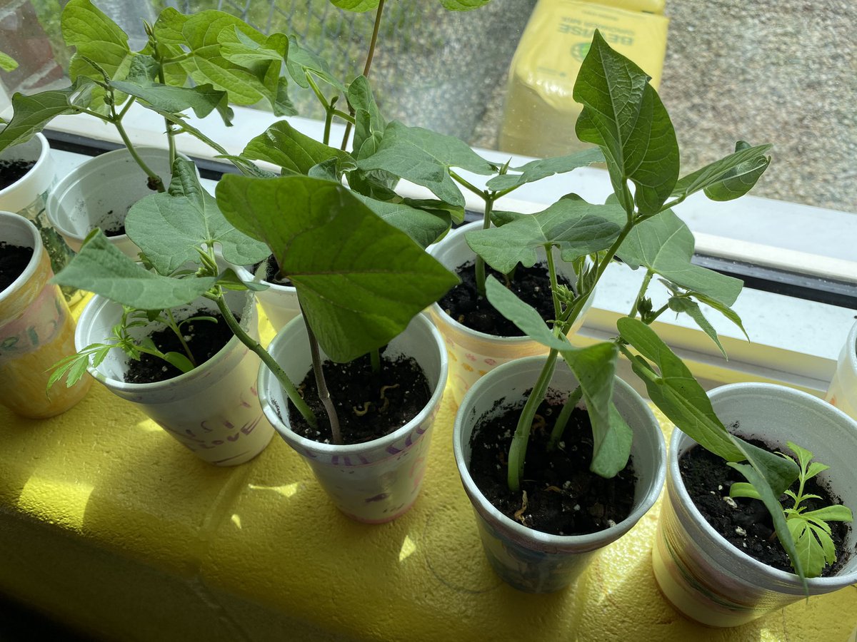 msshaddick1's tweet photo. Our beans and marigold flowers are growing!!! 🌸 🪴 https://t.co/KfZRDmHvCf