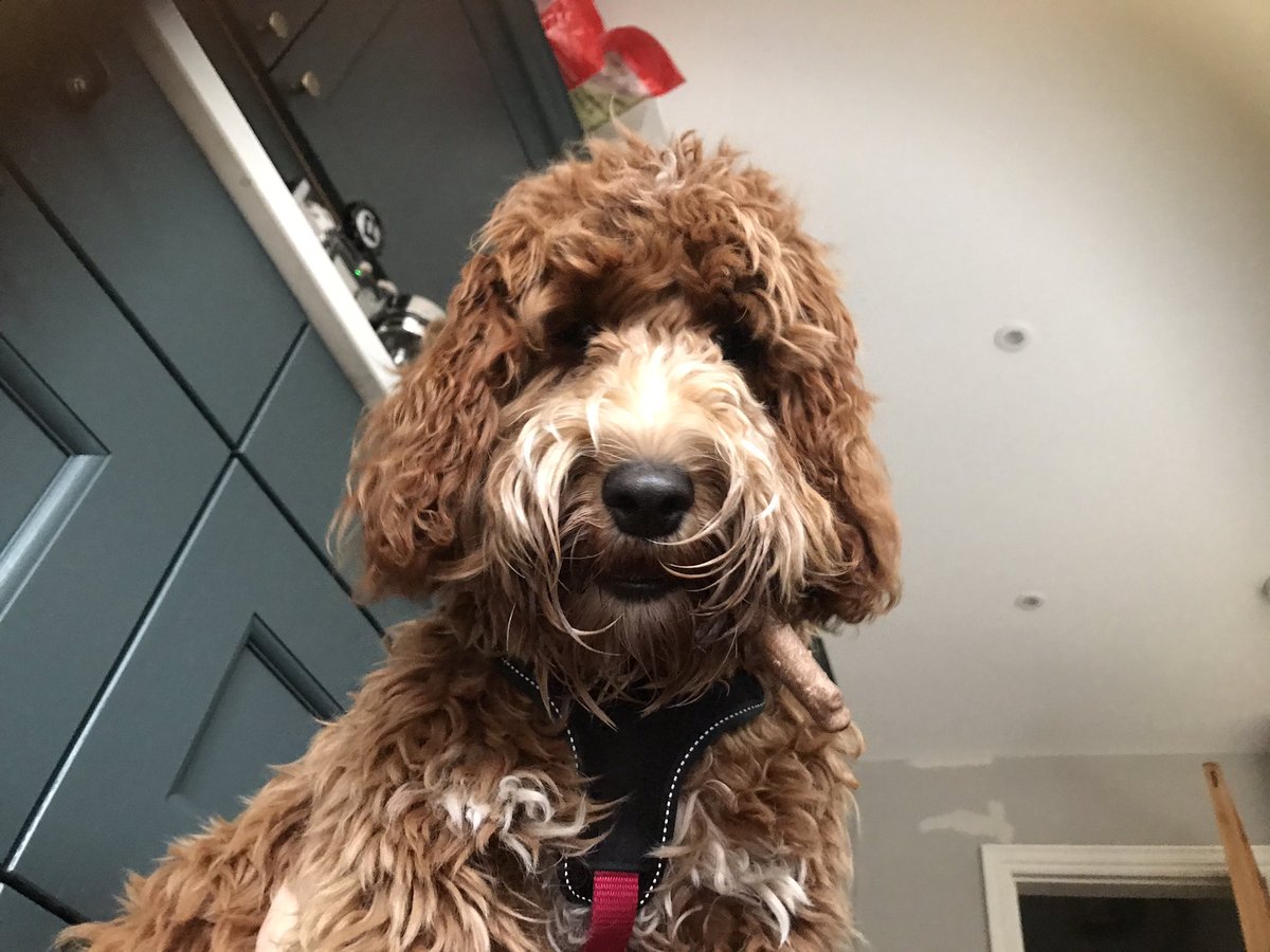 Look into my dogs eyes. She’s asking you to check out our fundraiser. It feeds people and helps young people learn to cook. Thanks ❤️
gofund.me/ad9fe848
Retweet, or I’ll unleash her killer tendencies