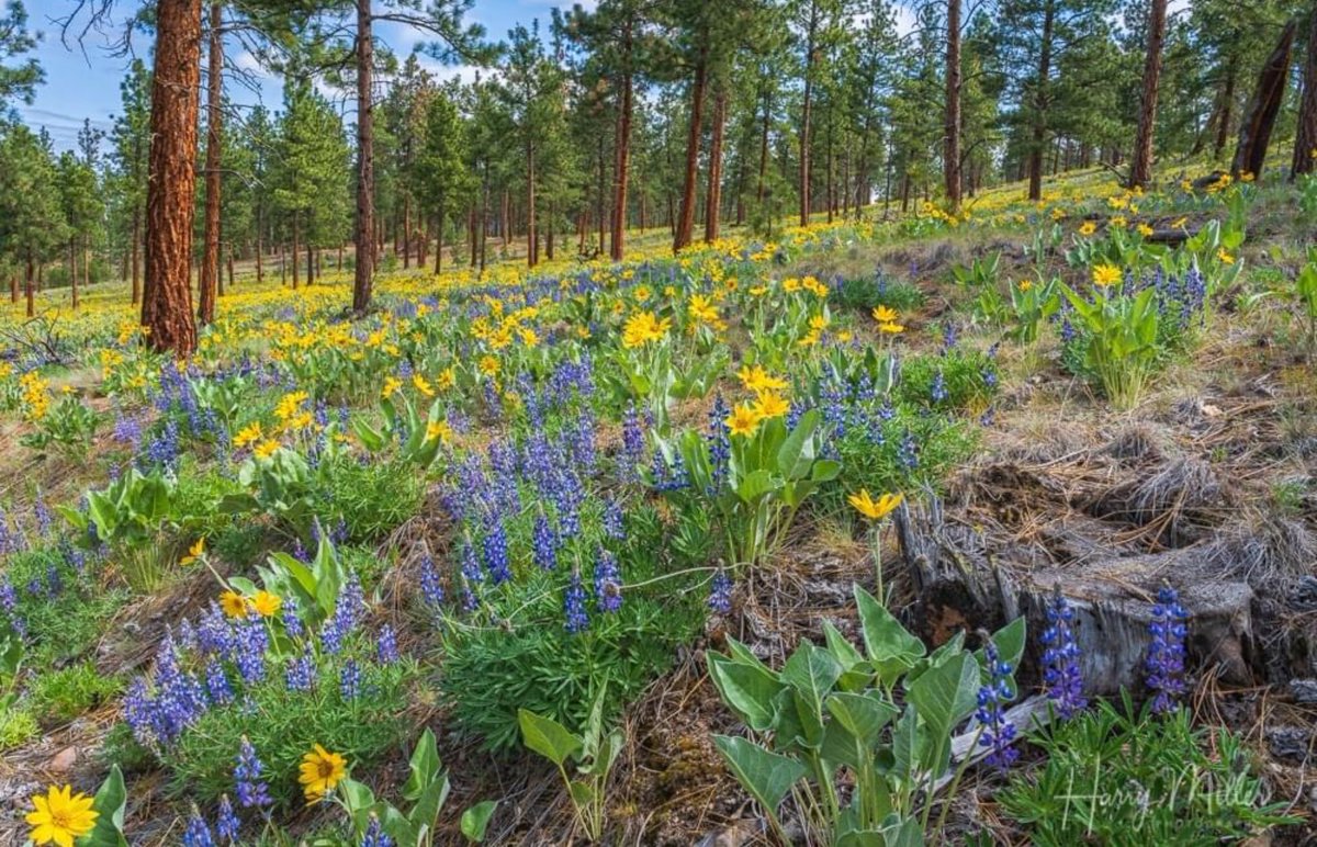 Darby_MT406's tweet photo. bitterroot valley wildflowers. 
#balsamroot #lupine #spring❤️ https://t.co/UXARm4ttj9