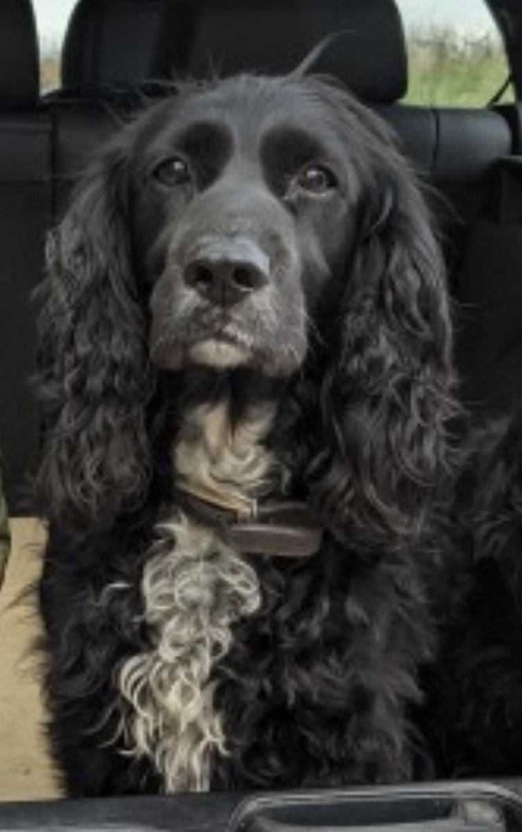 rosieDoc2's tweet photo. BRIAR missing #Upexe #Exeter #EX5 SOUTH WEST 24/5/21 
Female/older adult black with white chest CHIPPED&amp;SPAYED (caesarean scar) 

https://t.co/jdr4VHvOu8

@gelert01 @MolliePug @RachaelB100 @HunnyJax @bs2510 @MissingPetsGB @millypod1 @LisaClareRead2 @MsTKIndeed @DogsofTooting https://t.co/rS471UGDGb