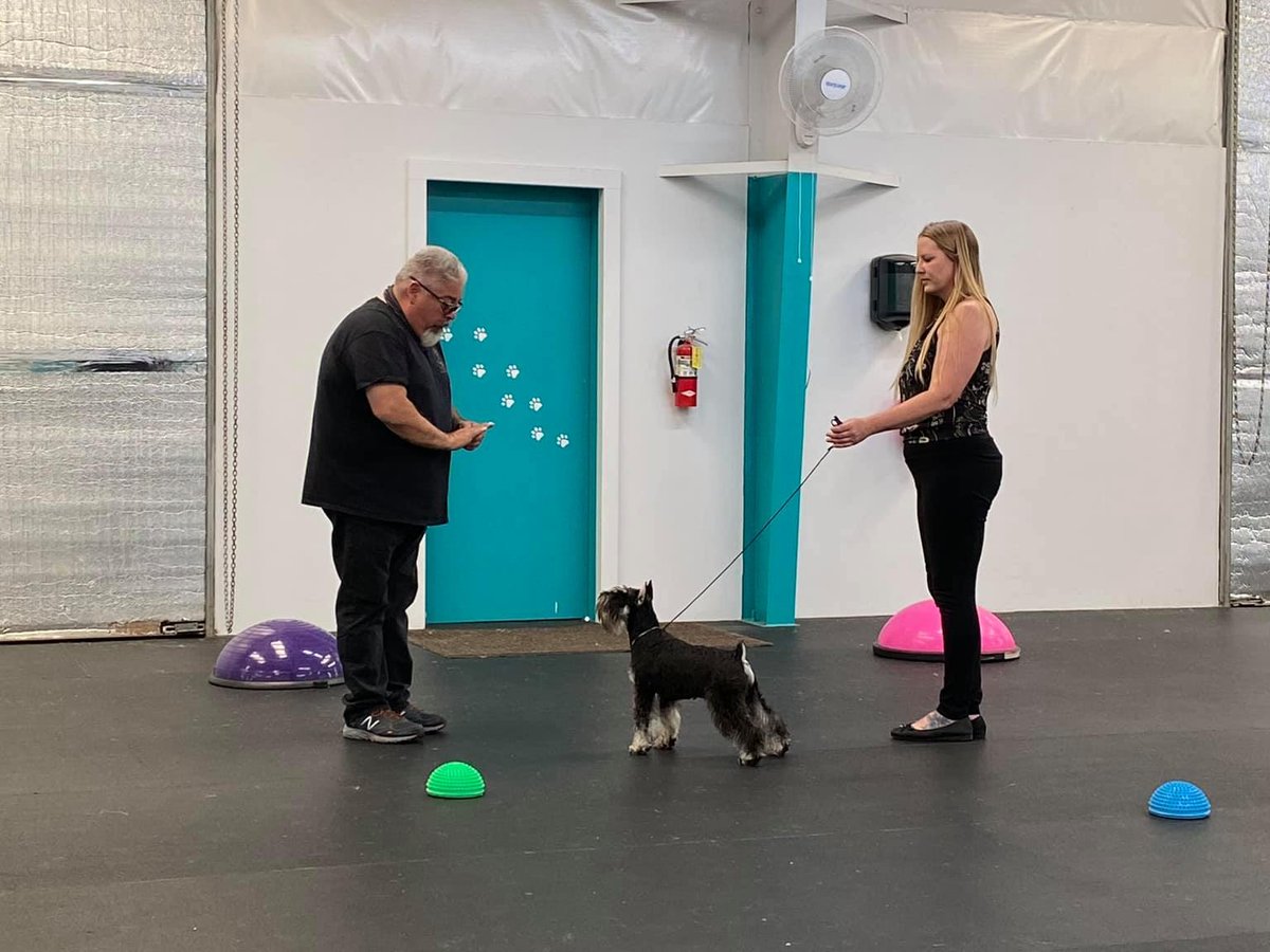 EricSalasProduc's tweet photo. What an amazing two days at the Eric Salas 7-day Symposium in Placerville, CA. 

The students and dogs did absolutely amazing! Thanks to everyone who participated <3 

#EricSalasWorkshops #DogShow #DogShower #DogShowLife #DogShowHandling 

https://t.co/FYpECvCF9w https://t.co/7d453cKUDh