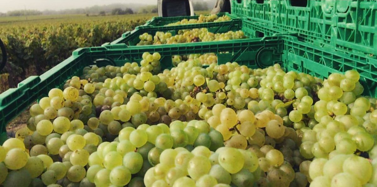 This #NationalWineDay, try sipping a #Muscadet with your sashimi, especially #Uni. A dry mineral wine with an undercurrent of salinity, <a href="/MenardGaborit/">DomaineMenardGaborit</a> 'Les Princes' 2018 will bring out the light, bright flavor of fish, sea urchin and other oceanic eats. #HoustonWine #KataRobata