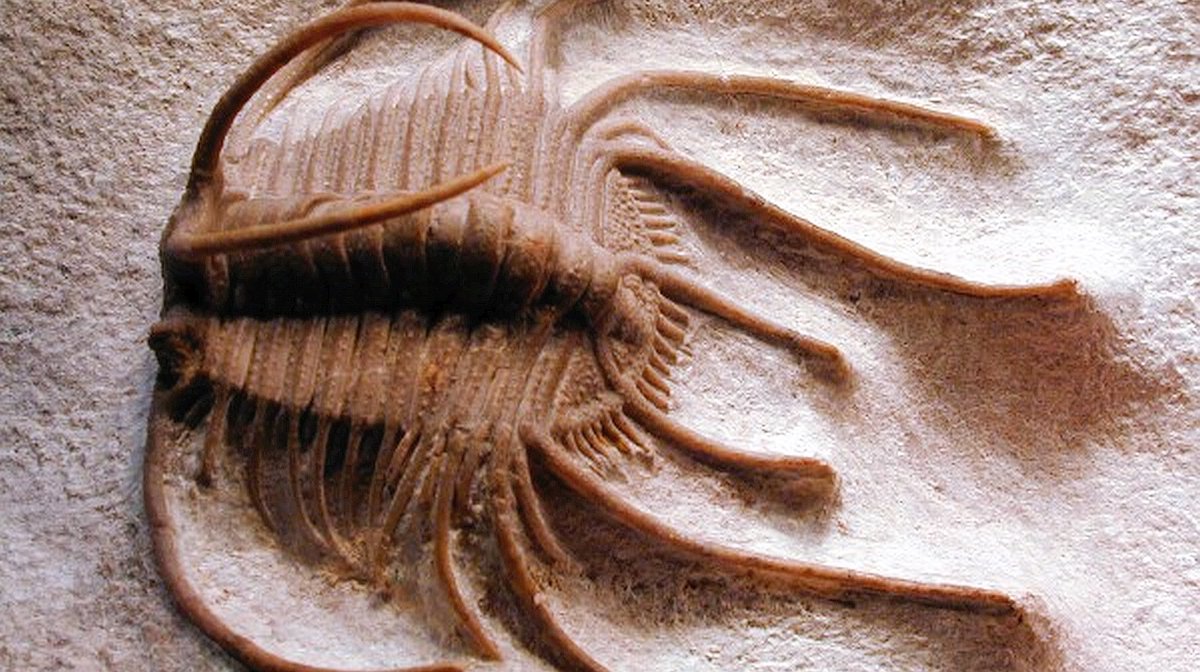 geocappiello's tweet photo. #25May 2021
Boedaspis ensifer (Whittington & Bohlin 1958)
7,6 cm in length including the pleural spines
Wolhovian Level (Lower Ordovician)
Wolchow River, St Petersburg, Russia ๐ท๐บ
via digsfossils
#Fossils #Trilobites #TrilobiteTuesday #FossilFriday #FossilADay #Paleontology https://t.co/Z6HJpbOOYq
