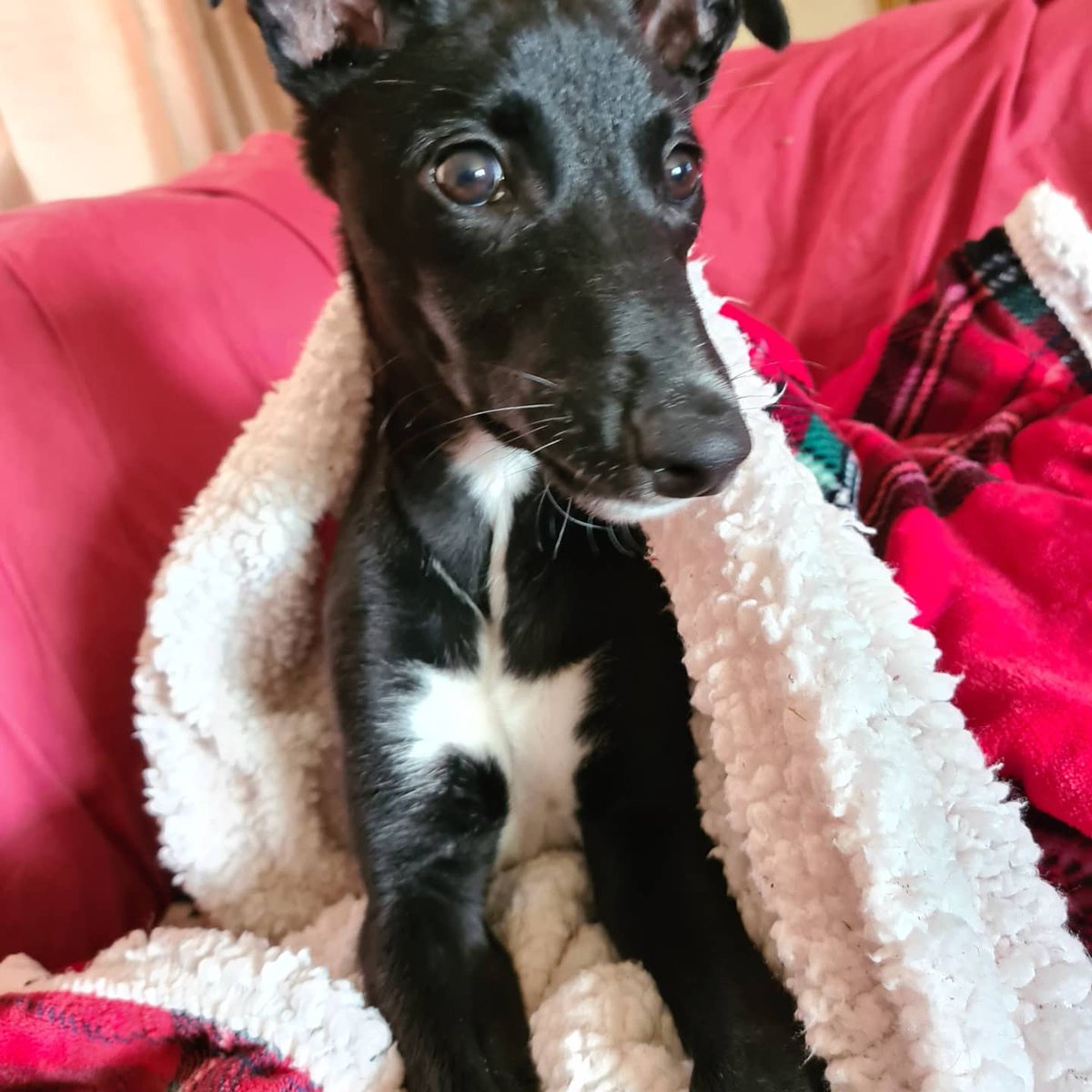 NovaJ_84's tweet photo. @CanbaceLife @Gilli_D80 We had to get her a coat as she shivers constantly https://t.co/iI3Il1C5T8
