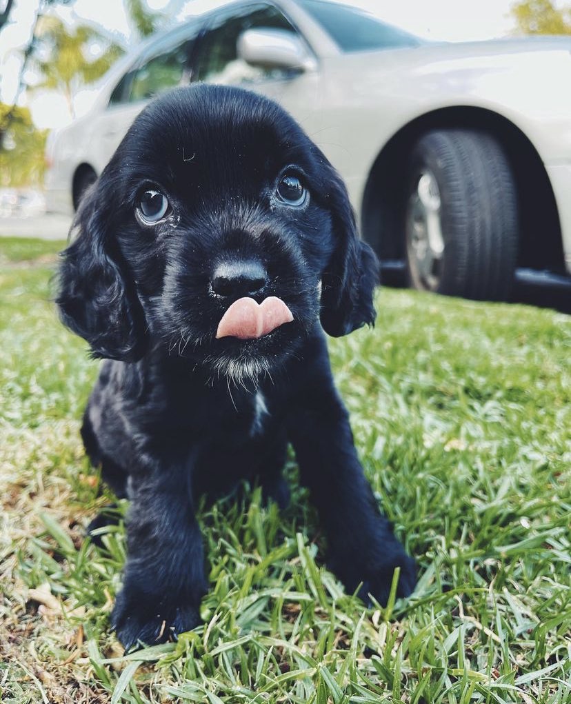 ϰϰϰ ↳ MAY 25th, 2021

   Allaboutjack: Koa and I take to the beach! Along with some friends of course! 

 📸: DelilahLovell