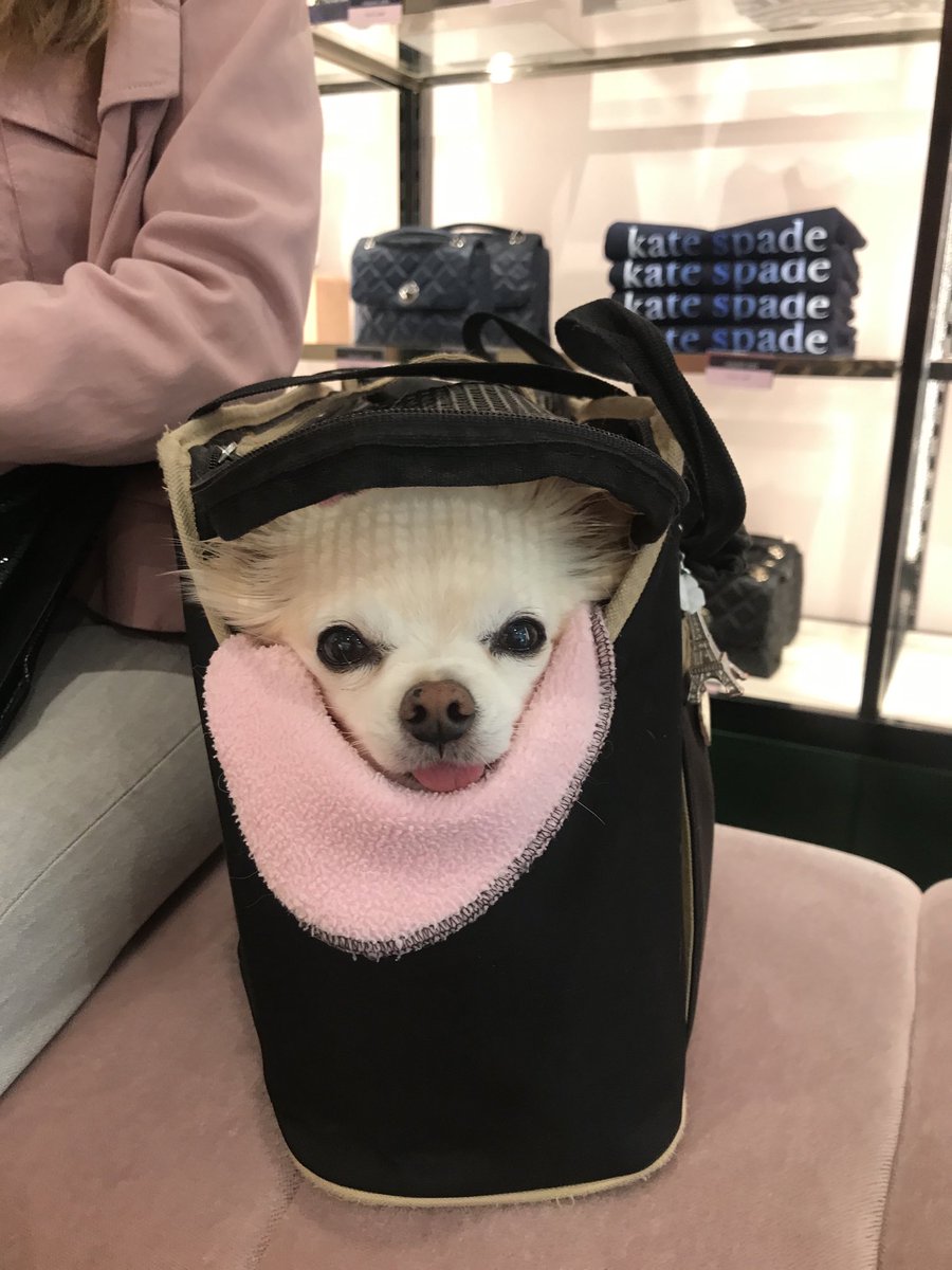 So shopping ⁦<a href="/katespadeny/">kate spade new york</a>⁩ today was fun!! 🛍🛍Chanel xx #shopping  #swag