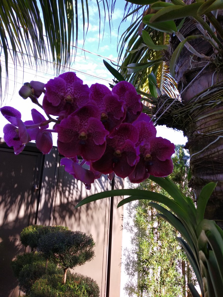 namiartwork's tweet photo. Jardim do meu pai é bonito demais https://t.co/r7l8bKenib