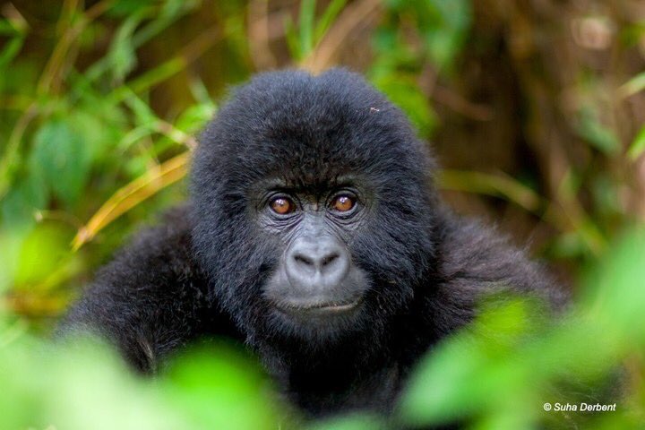 animals_innocent_creatures tweet media