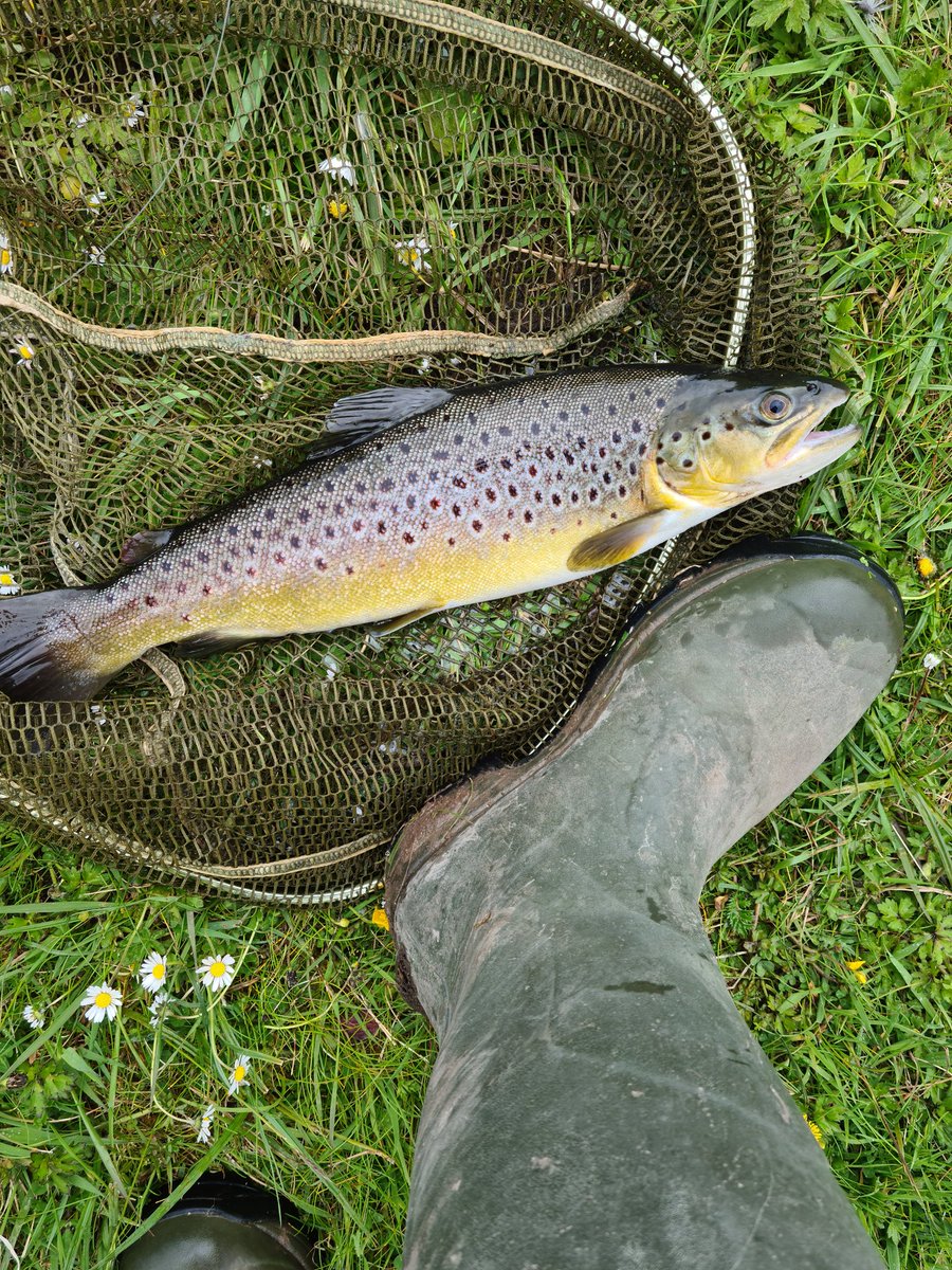 wp257's tweet photo. Another great day #FlyFishing on the beautiful #RiverTest #BrownTrout #Hampshire Catch of the day and now ready for dinner! https://t.co/YfsXMmKZkn