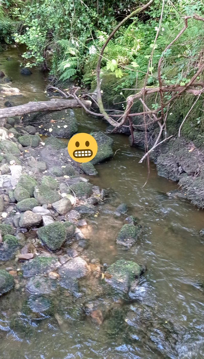 GFAugasGalicia's tweet photo. Pode morrer unha troita por afogamenro? 
Pois si. 
Coa chegada de contaminantes principalmente orgánicos, e baixos caudais de auga nos ríos, provoca que se produza un consumo extra de osíxeno, que se resta☝️da cantidade útil. 
A morte prodúcese por asfixia en poucas horas..... https://t.co/X8ngZ82ey1
