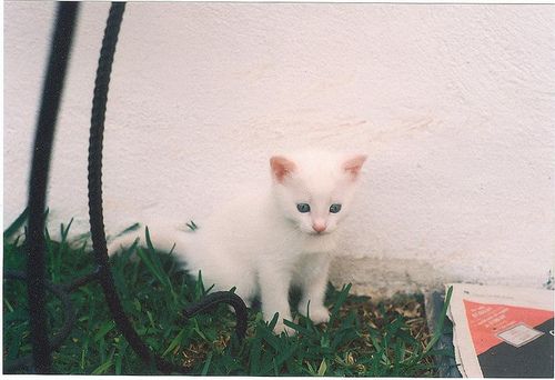 attackofthecute's tweet image. Kitty camo. attackofthecute.com/on/?i=6124