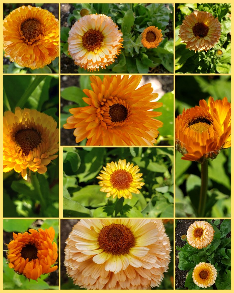 Calendula #flowers #gardening #flowerhunting