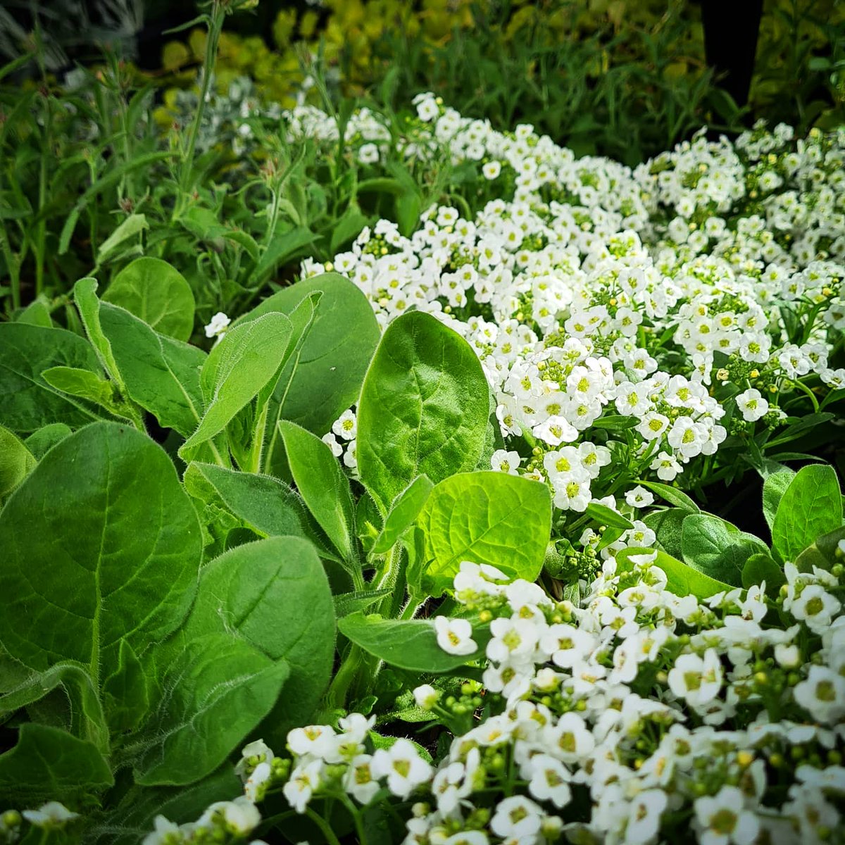 This Saturday is our summer planting session from 10.30am. It is also the first weekend of the Kirkstall Abbey Markets - I'm so excited! This is a ticketed event so it is worth checking out their event page first. m.facebook.com/events/1925376…