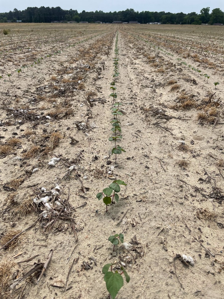 JkEvans7's tweet photo. DP2127 looks pretty good as dry as it is. No sign of thrips #AgLogic #Cotton21 https://t.co/SGGwhGiqr2