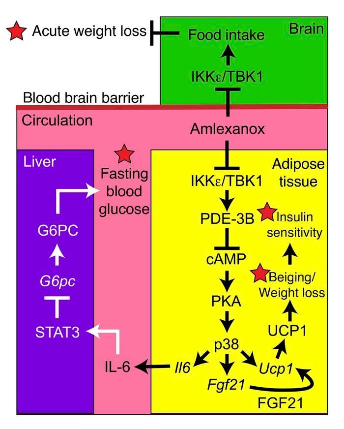 .<a href="/LabSaltiel/">Saltiel lab</a> <a href="/UCSDMedSchool/">UC San Diego School of Medicine</a>: FGF21 is required for the metabolic benefits of IKKε/TBK1 inhibition: buff.ly/3bSza8W
#Metabolism