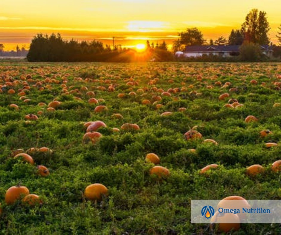 Omega_Nutrition's tweet photo. Pumpkins are truly extraordinary; they are widely known as incredible sources for sterols and omega-6 EFAs, among other benefits!

Check out our collection of delicious and organic pumpkin supplements here:

https://t.co/jnxwFBEatD

#OrganicPumpkin #Omega6 #PumpkinProtein https://t.co/XFokjoI6gG