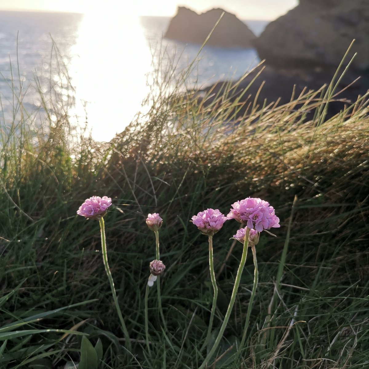 Rinaroo28's tweet photo. @BBCSpringwatch went to Boscastle in Cornwall and found this off the list. https://t.co/EwktFURXOs