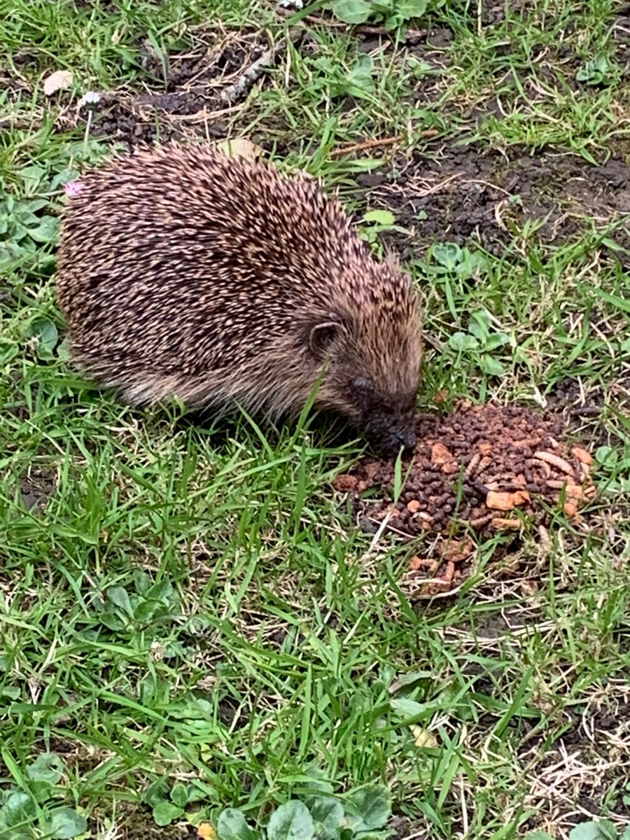 JamieDean5's tweet photo. @BBCSpringwatch 🦔🦔🦔🦔 https://t.co/PYvc2Q8jmZ