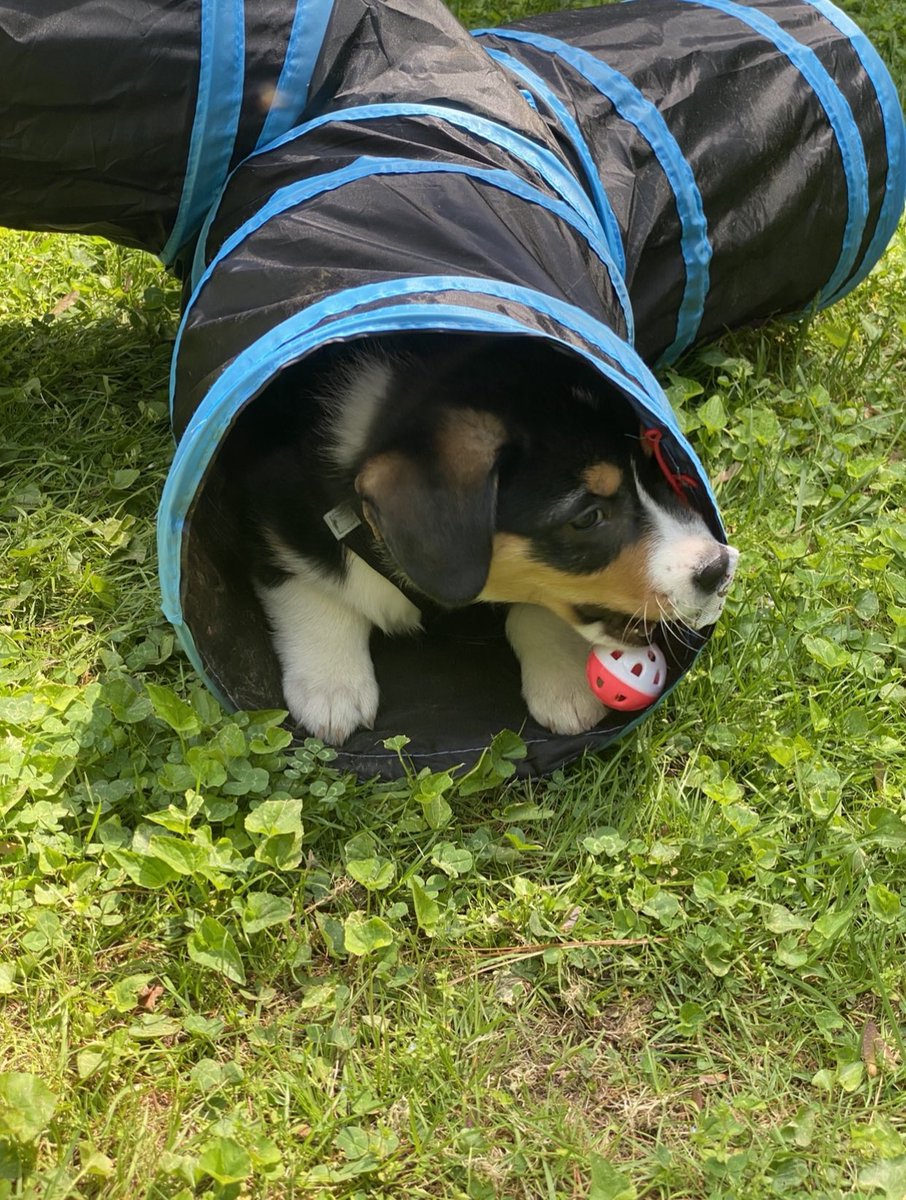 QBeast9922's tweet image. This Is My Boy.. 💚🐶 
🦋🔥💪🏾🌱
#Corgis #CorgisRuleTheWorld #LoganSaysHelloHoomans #TuesdayVibes #animals #OwnYourLife