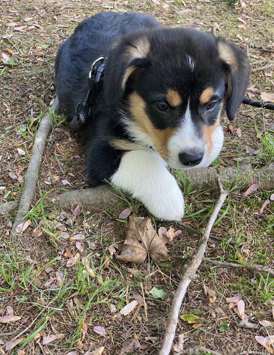 QBeast9922's tweet image. This Is My Boy.. 💚🐶 
🦋🔥💪🏾🌱
#Corgis #CorgisRuleTheWorld #LoganSaysHelloHoomans #TuesdayVibes #animals #OwnYourLife